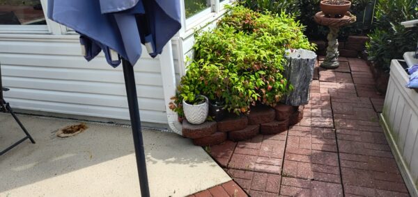 Patio garden with a blue patio umbrella, potted shrubs, and brick edging along a white house wall.